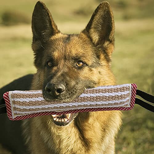 Chien berger allemand mordant un jouet en plein air.