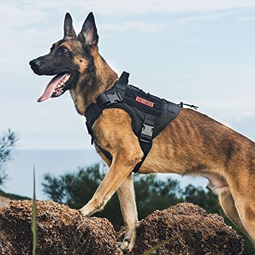 Chien berger allemand portant un harnais en randonnée