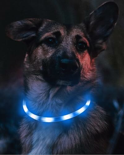 Chien avec un collier lumineux bleu