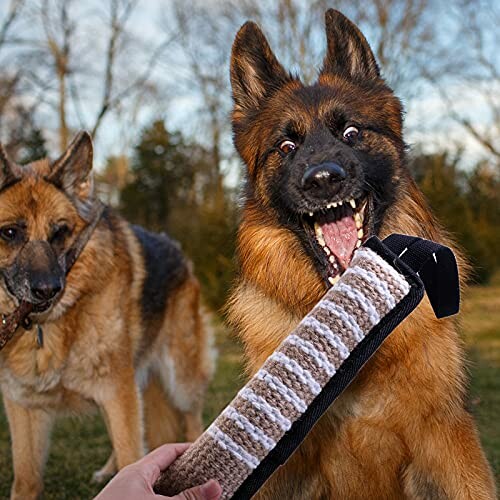 Chiens de berger allemand jouant avec un jouet en plein air.