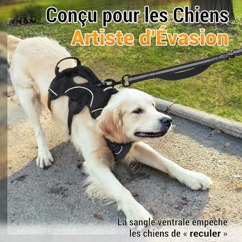 Chien golden retriever avec un harnais de sécurité.