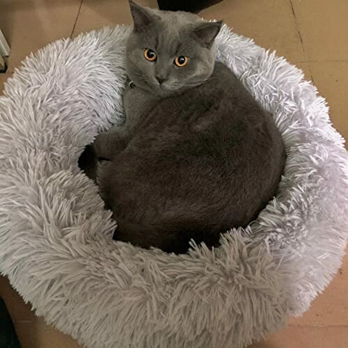 Chat gris couché dans un lit moelleux.