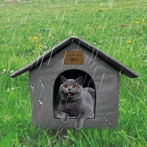 Chat gris dans un abri sous la pluie