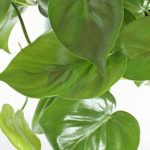 Feuilles vertes de monstera