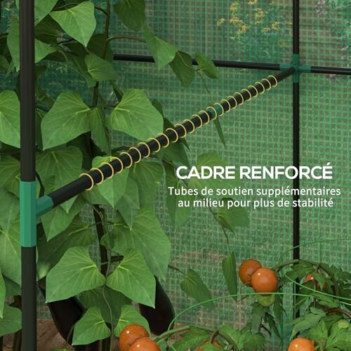 Serre avec cadre renforcé et plantes de tomates.