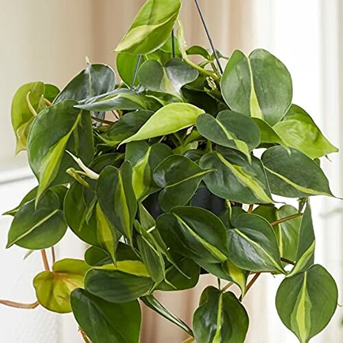 Philodendron Scandens