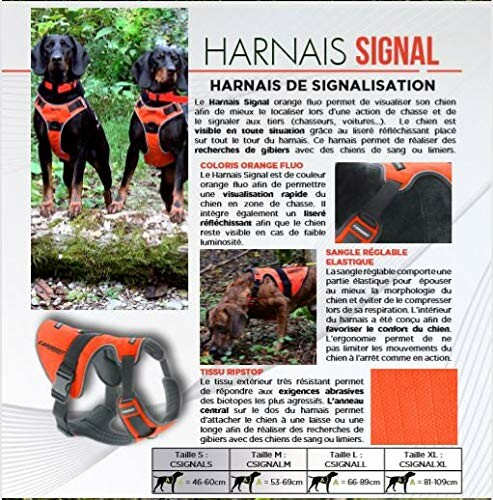 Deux chiens portant des harnais de signalisation orange.