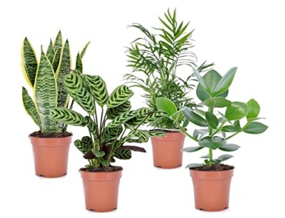 Quatre plantes d'intérieur en pots.