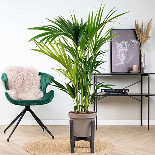 Plante palmier intérieur dans un salon moderne.