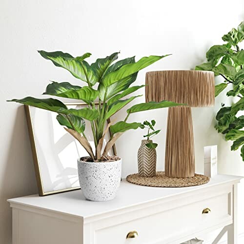 Plante verte en pot sur une table avec une lampe et des décorations.