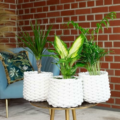 Lot de 3 Plantes d'Intérieur