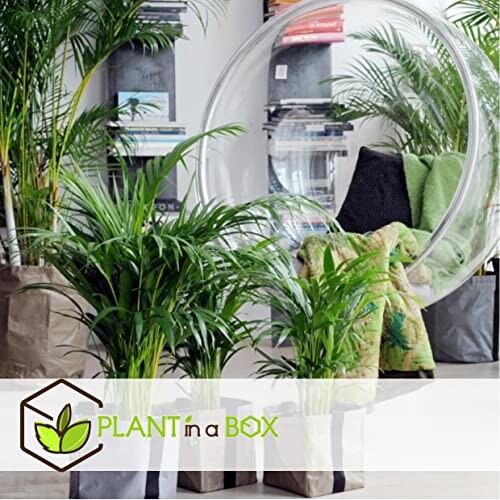 Plantes d'intérieur dans un salon moderne avec fauteuil suspendu.