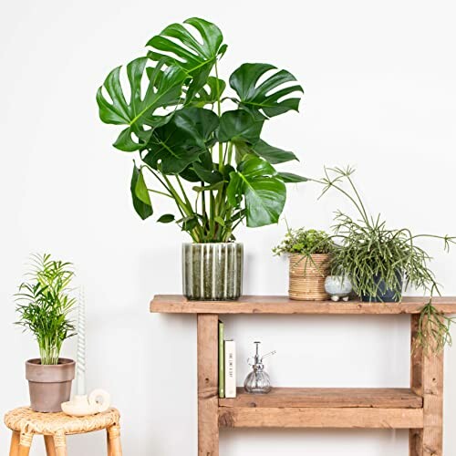 Plantes d'intérieur sur une étagère en bois.