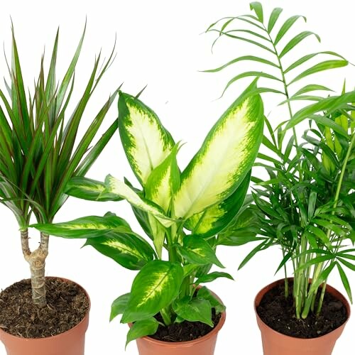 Trois plantes d'intérieur en pots.