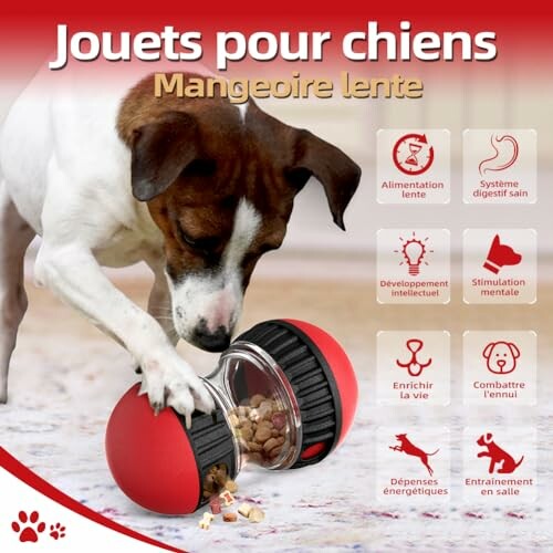 Chien jouant avec une mangeoire lente pour aliments.