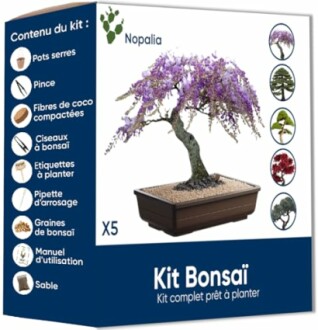 NOPALIA® Kit Bonsaï