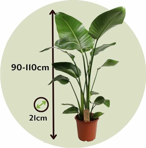 Strelitzia Nicolai XL