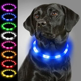 Chien portant un collier lumineux LED multicolore.