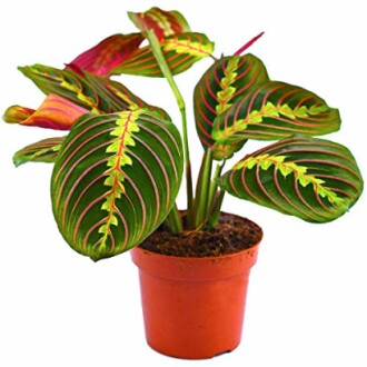 Plante Maranta aux feuilles colorées dans un pot.