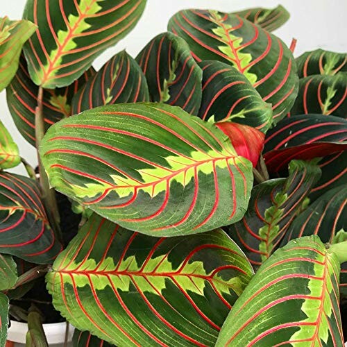 Feuilles de Maranta Leuconeura avec motifs rouges et verts.