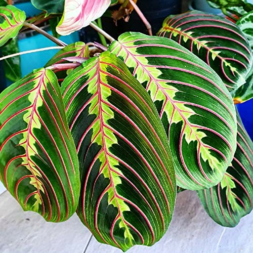 Feuilles de plante Maranta Leuconeura avec motifs rouges et verts.