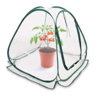 Petite serre avec plant de tomates en pot.