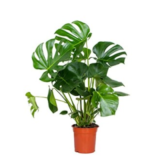 Plante Monstera Deliciosa dans un pot en plastique marron.