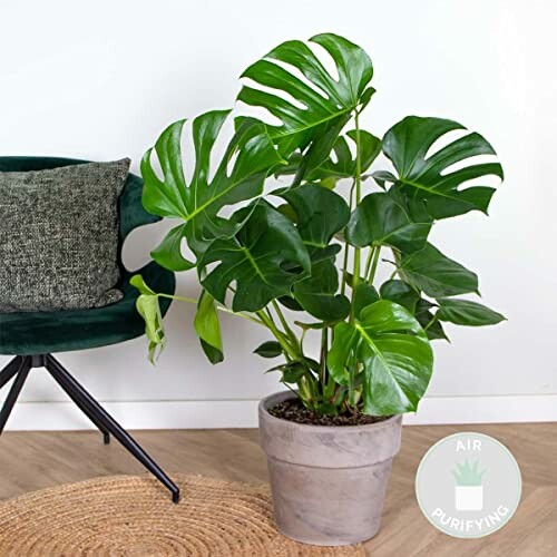 Monstera Deliciosa