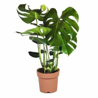 Plante Monstera dans un pot en terre cuite.