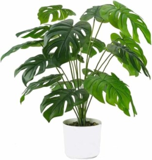 Plante Monstera dans un pot blanc