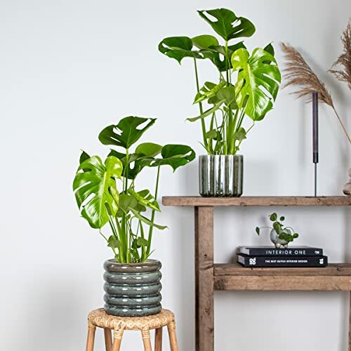 Deux plantes monstera dans des pots décoratifs