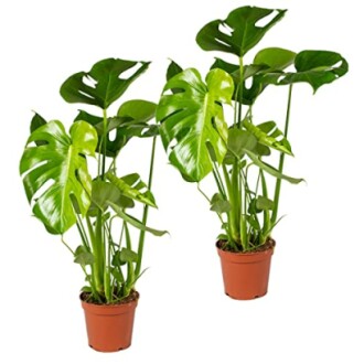 Deux plantes Monstera dans des pots en terre cuite.