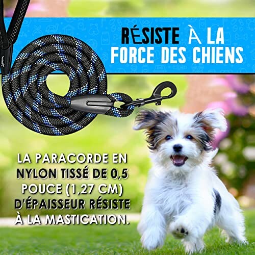 Chien courant avec une laisse en paracorde résistante.