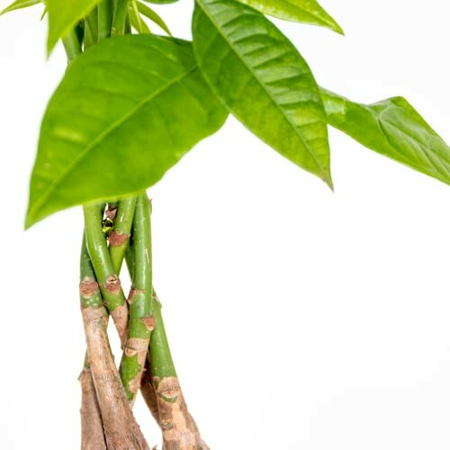 Plante Pachira Aquatica avec feuilles vertes.