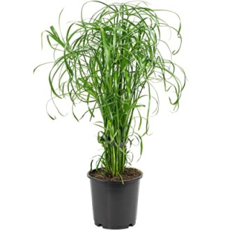 Plante de papyrus dans un pot noir.