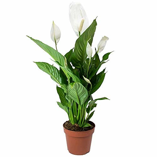 Spathiphyllum Fleur de Lune