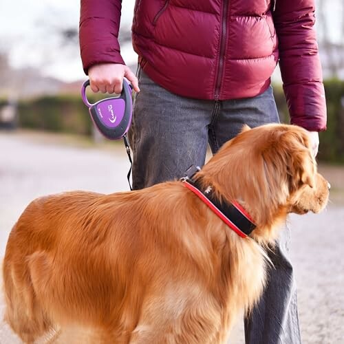 Personne promenant un chien avec une laisse violette.