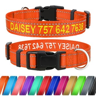 Collier pour chien personnalisé orange avec numéro de téléphone.