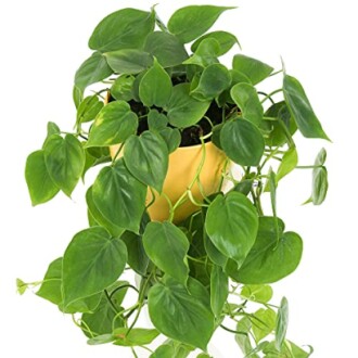 Plante philodendron aux feuilles en forme de cœur dans un pot jaune