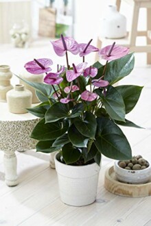 Anthurium rose en pot dans un intérieur moderne