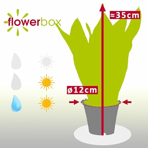 Instructions de soins pour plante avec taille et besoins en lumière.