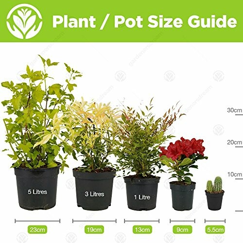 Guide des tailles de pots pour plantes