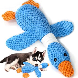 Chiot Husky jouant avec un jouet en peluche en forme de canard bleu.