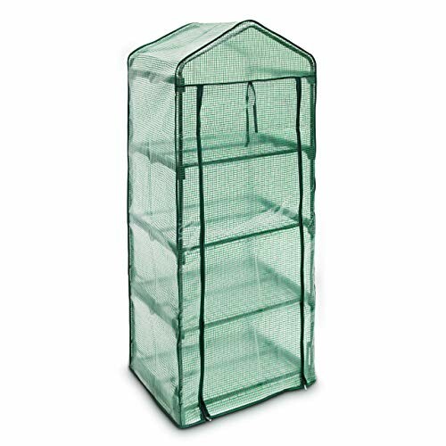 Petite serre avec étagères pour jardinage.