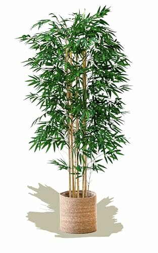 Plante de bambou en pot