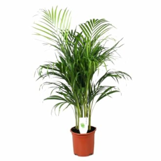 Plante palmier en pot