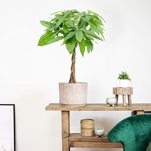 Arbre à monnaie en pot sur une table en bois.