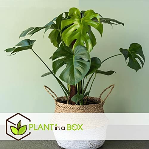 Plante Monstera dans un pot en osier