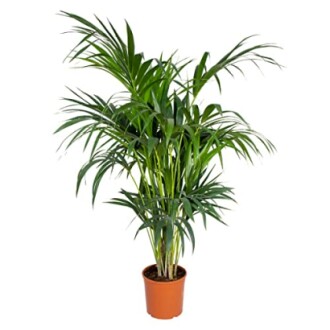 Plante palmier en pot