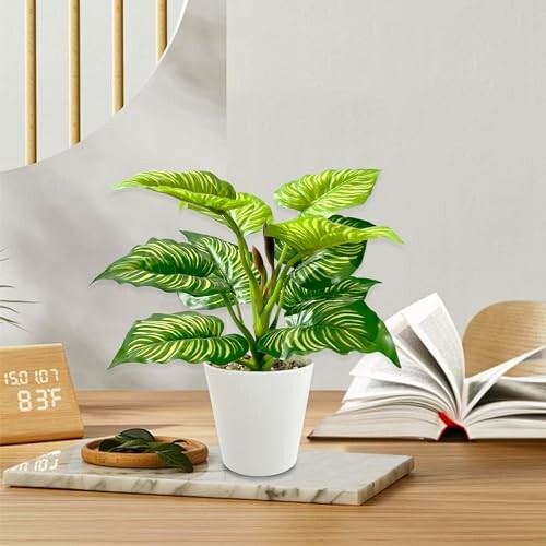 Plante en pot sur une table avec livre ouvert et horloge.